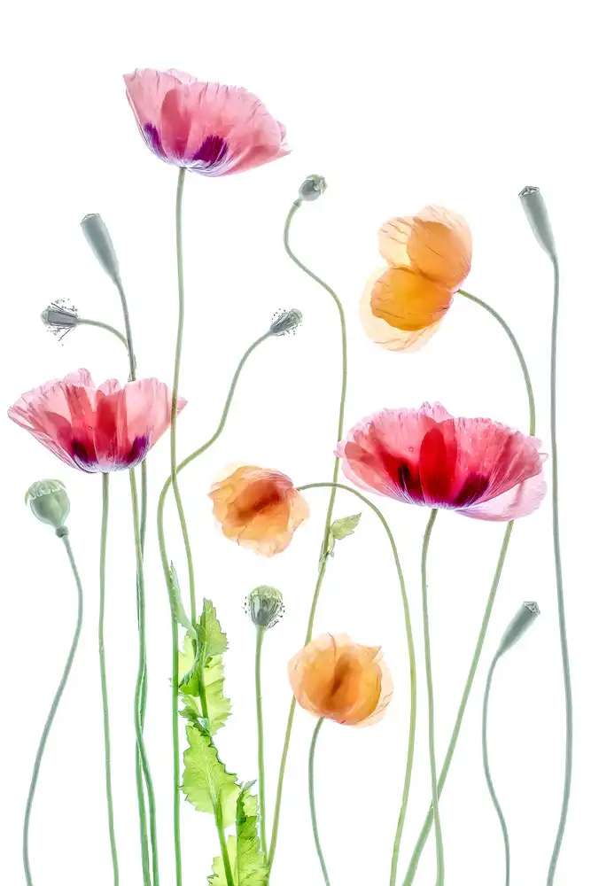 Disher, Mandy: Coquelicots