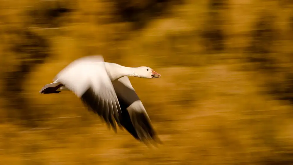 Forns, Alfred: Goose with Cottonwoods