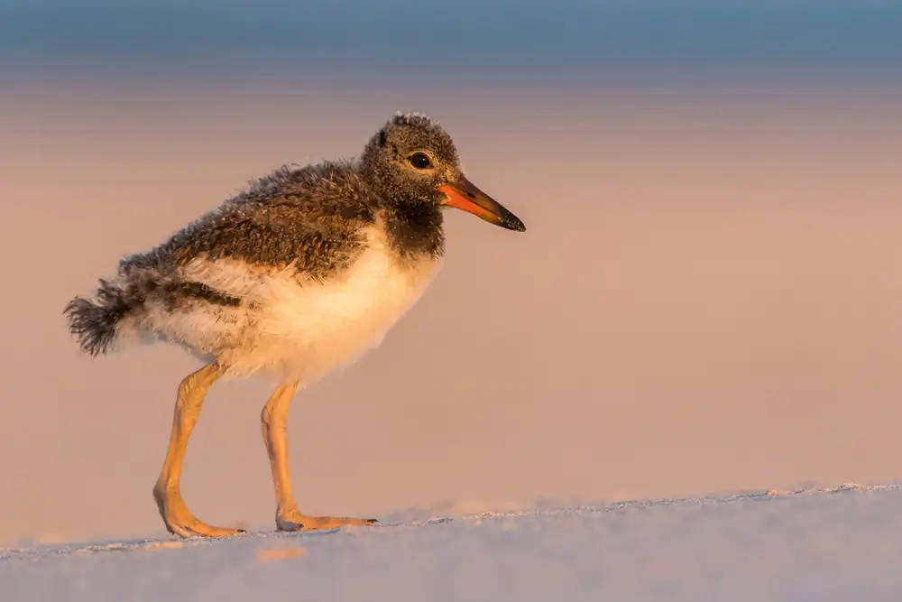 Meng, LM: Oystercatcher baby