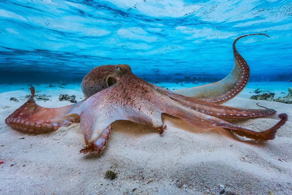 Gabriel, Barathieu: Octopus