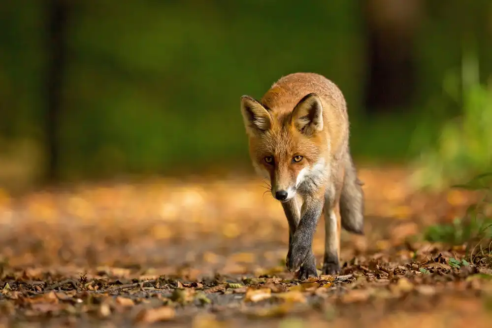 Zygmunt, Milan: Red Fox