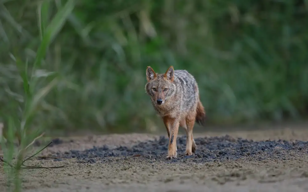Gavra, Assaf: Blue eyes Jackal