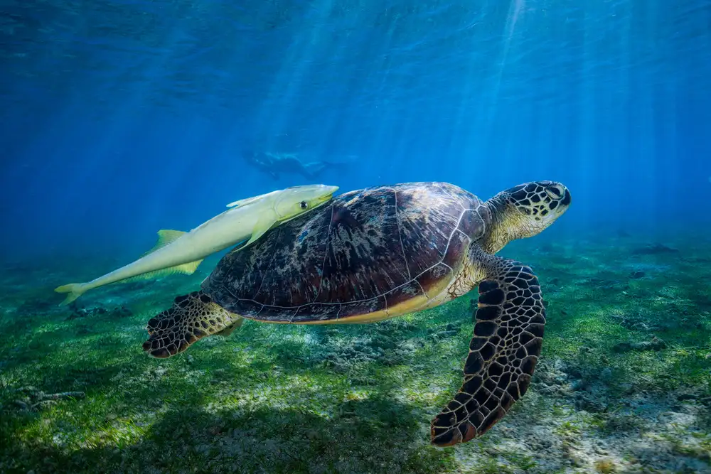 Gabriel, Barathieu: Tortue de mer