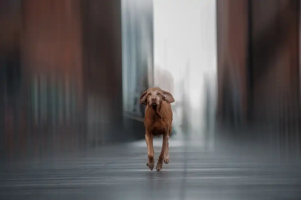Willers, Heike: Run like the wind...