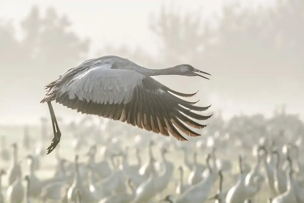Rublina, Natalia: Crane in flight...