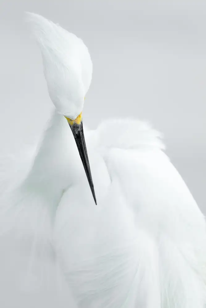 Kralik, Rostislav: White beauty