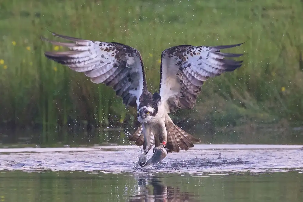 Cooper, Ray: Osprey