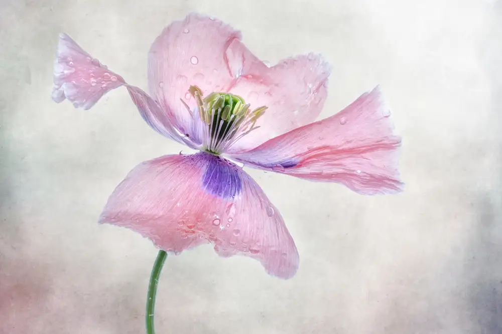 Disher, Mandy: Pastel poppy