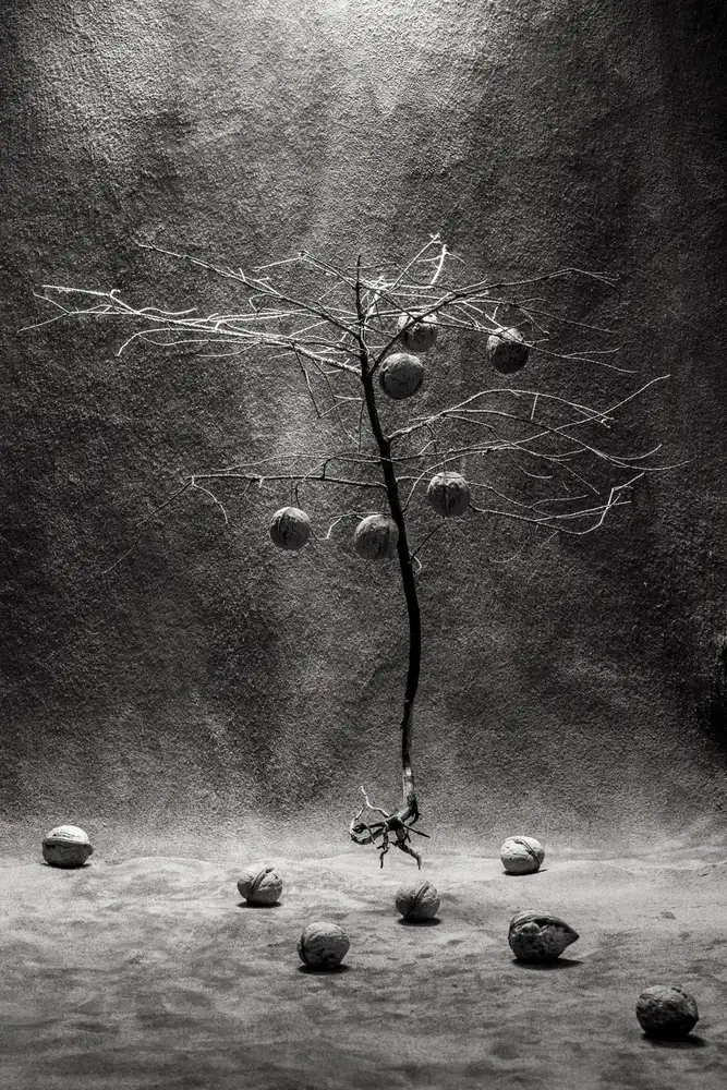 Barkow, Brig: Walnut