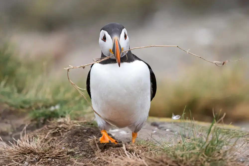 Forns, Alfred: Nest Building