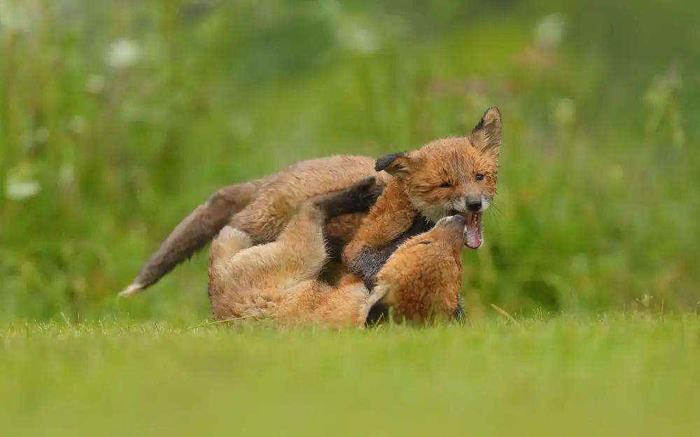 Gavra, Assaf: Young Foxes Play