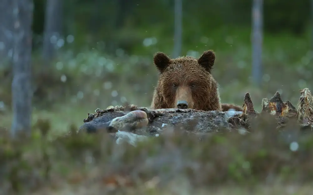 Gavra, Assaf: Beware - Brown Bear