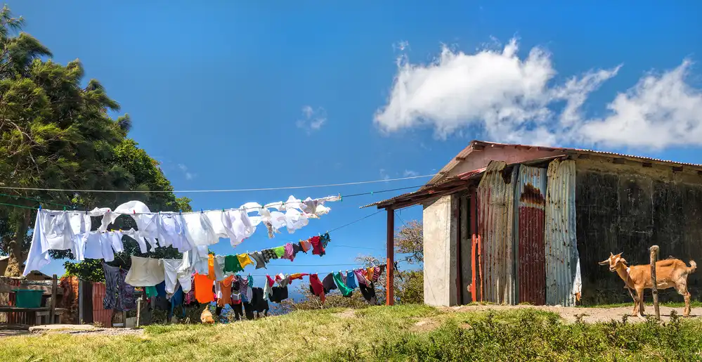 Galon, Derek: portrait of a goat watching clothes line