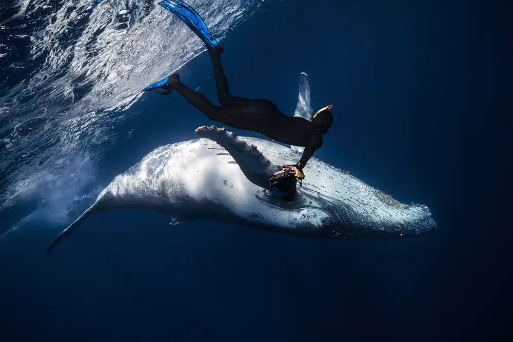 Gabriel, Barathieu: Danser avec la baleine