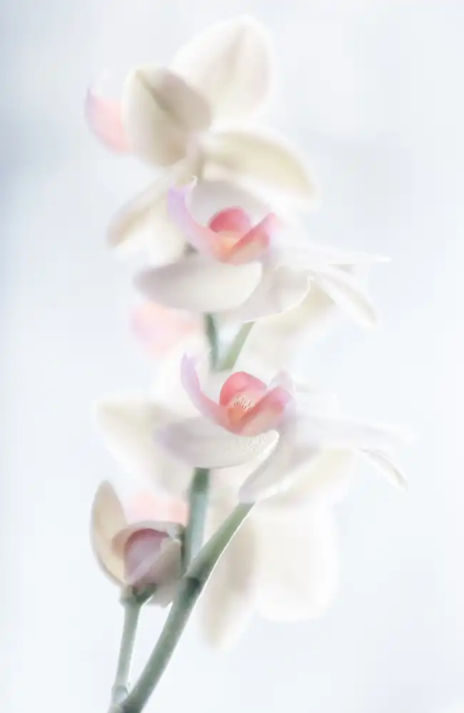 Pfeiffer, Peter: pale beauty