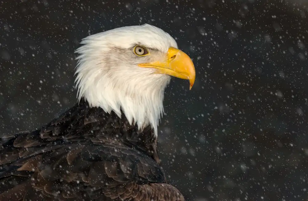 Schneider, Cheryl: American Bald Eagle