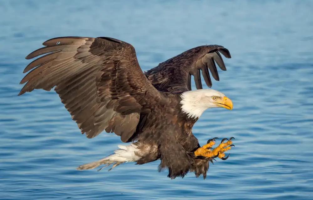 Schneider, Cheryl: Fishing Eagle