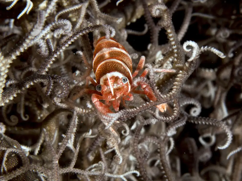 Tov, Ben Ilan: Basket Star Shrimp