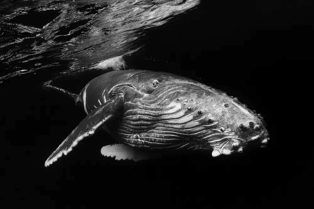 Gabriel, Barathieu: Baleine à bosse