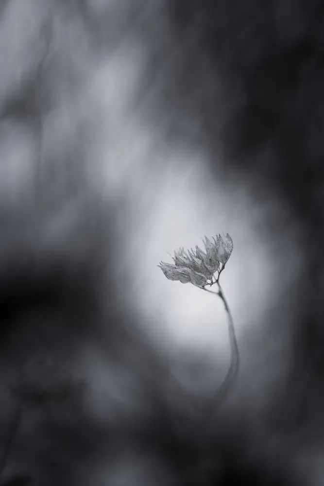 Ljubicic, Dusan: Shadow Dance