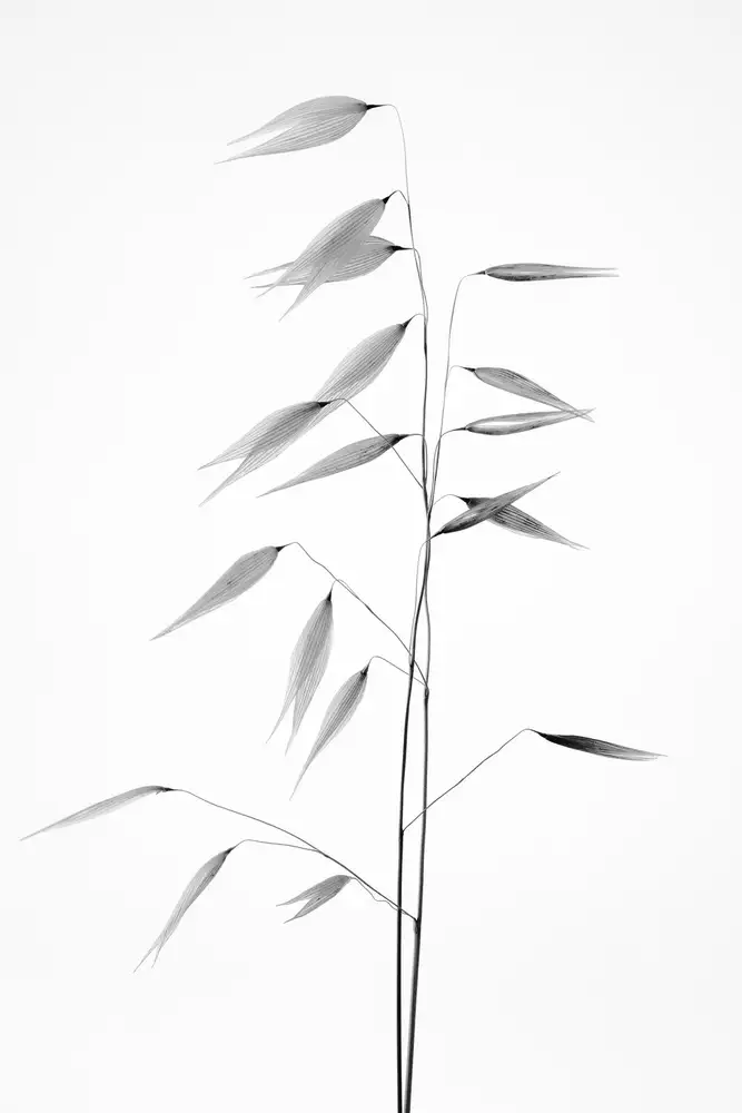 Lagandré, Thierry: Schärfe der Natur