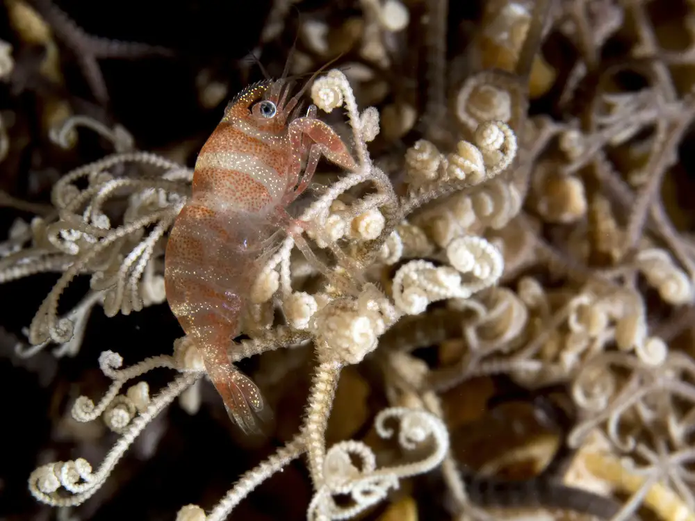 Tov, Ben Ilan: Basket Star Shrimp