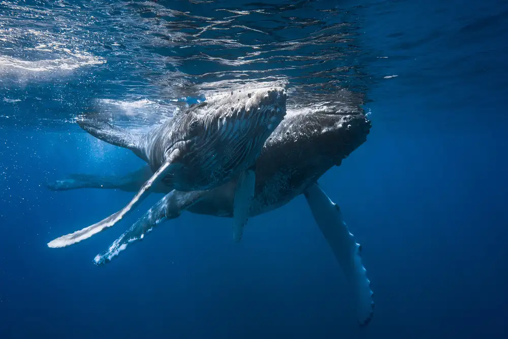 Gabriel, Barathieu: Baleine à bosse