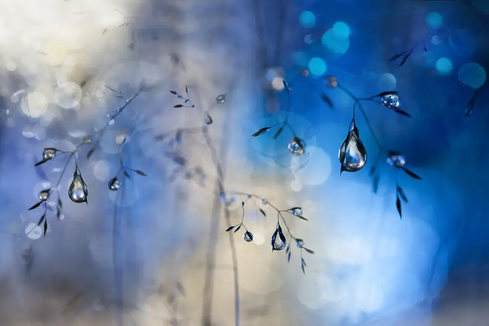 Westum, Heidi: Lluvia azul
