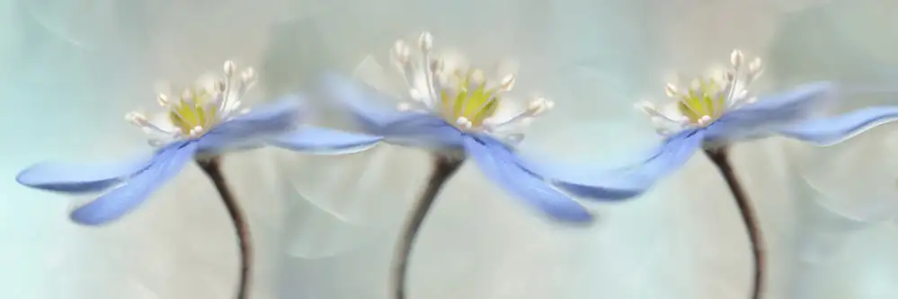 Westum, Heidi: Anemoni danzanti