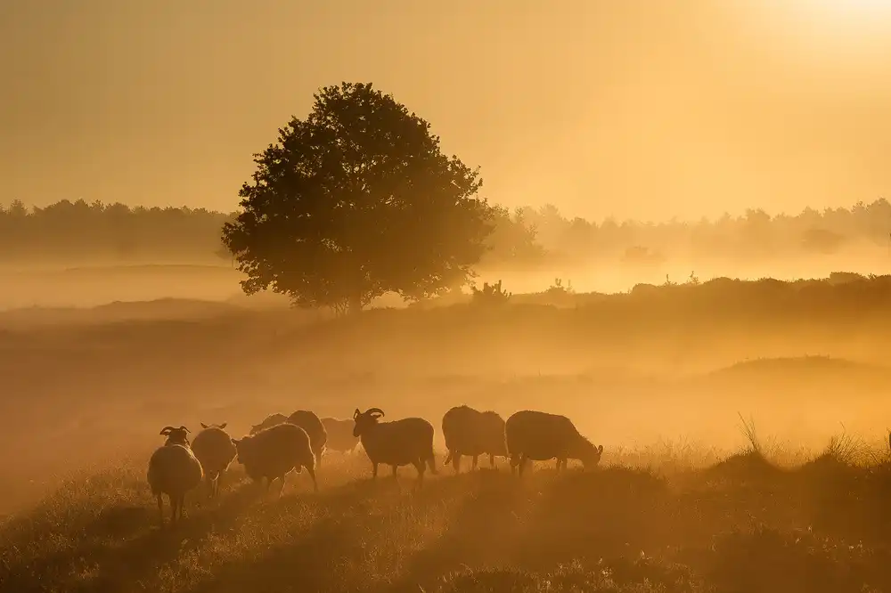 Haaksma, Piet: Alba dorata.........