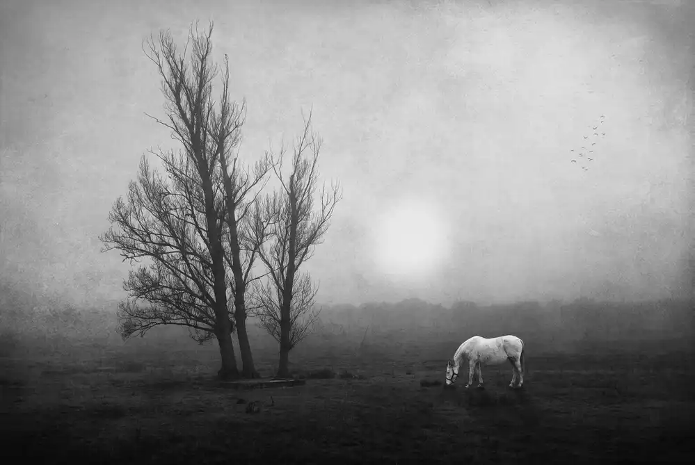 Lobato, C. Jose: In the moor