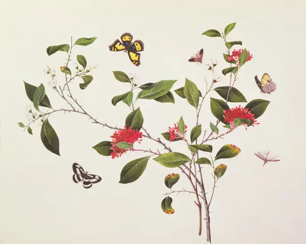 Chinese school (19th century): Plant Study with Butterflies and Insects