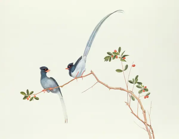 Chinese school: Red-billed blue magpies, on a branch with red berries, Ch