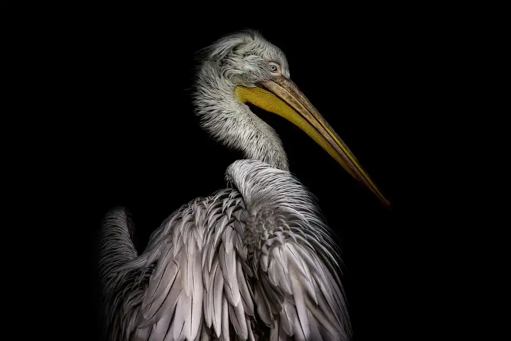 Rublina, Natalia: Portrait of a Pelican...