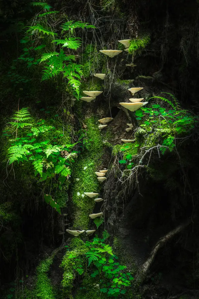 Damstén, Petri: Mushroom Wall