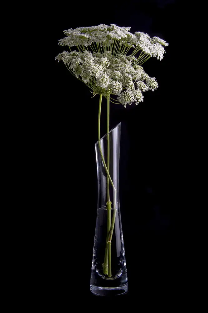 Gómez, Patricia: Flores