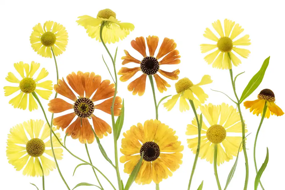 Disher, Mandy: Helenium