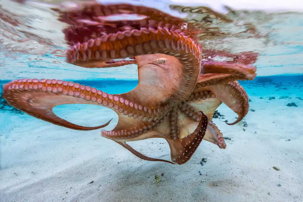 Gabriel, Barathieu: The octopus underside