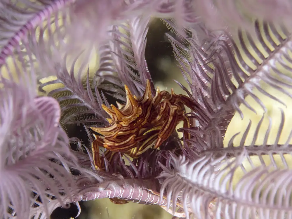 Tov, Ben Ilan: Feather Star Crab (Ceratocarcinus spinosus)