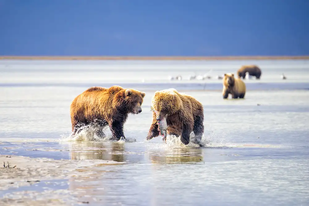Marchegiani, Roberto: Chasse aux ours