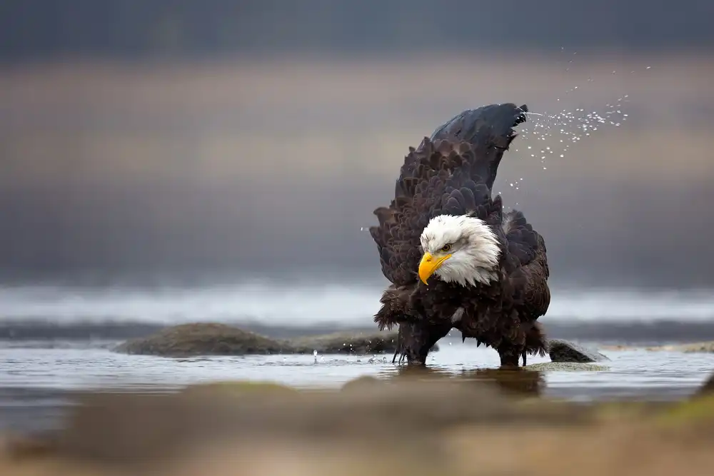 Zygmunt, Milan: Bald Eagle