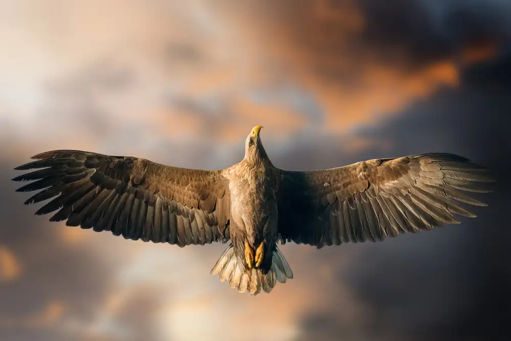 Panizza, Ghizzi Alberto: The last flight