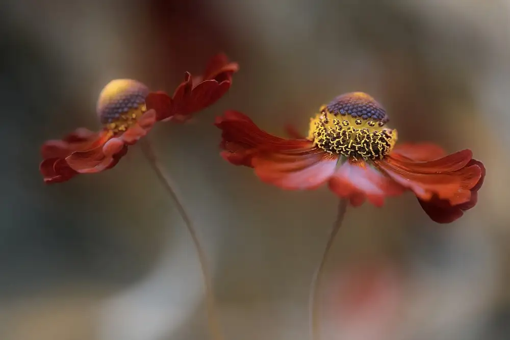Disher, Mandy: Helenium dance