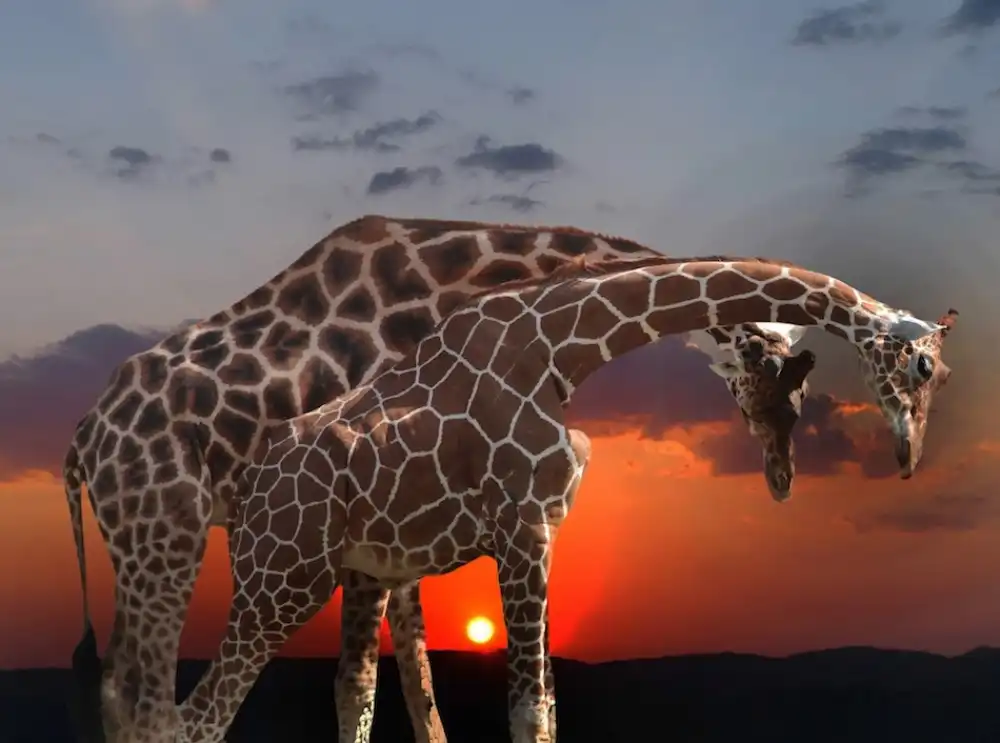 Cseresnjes, Anna: coppia di giraffe