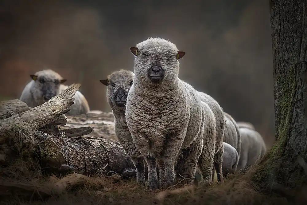 Wagner, Peter: Sheeps