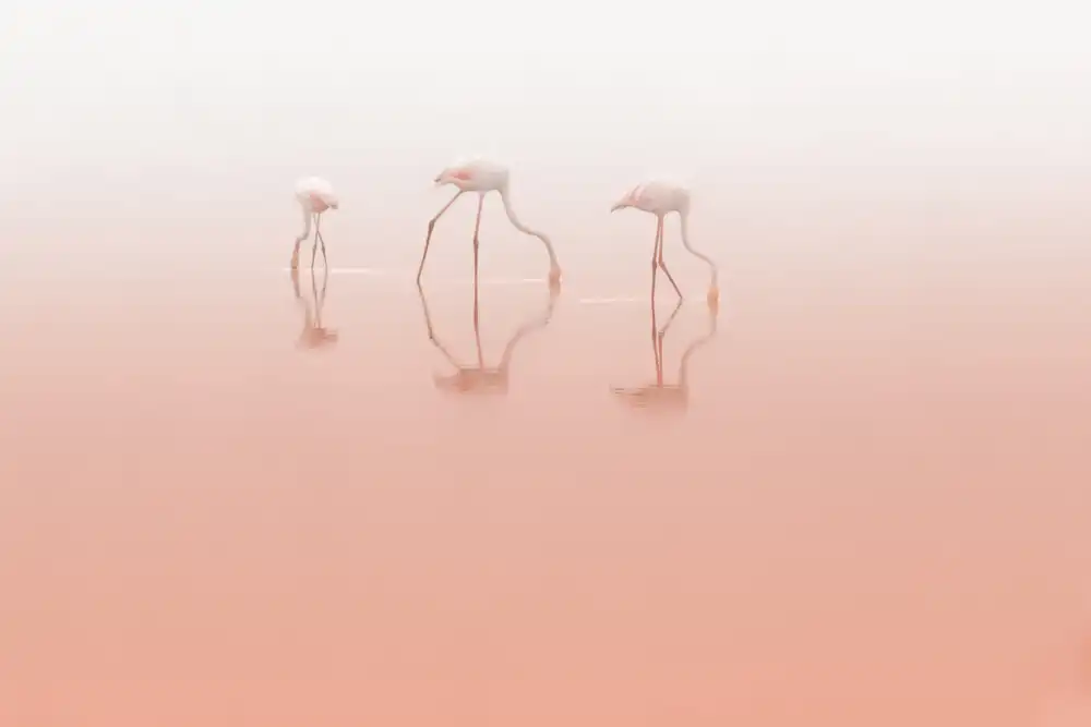 Rublina, Natalia: Pink silence ...
