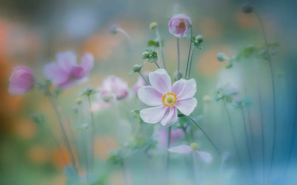 Koumura, Miyako: Anemone