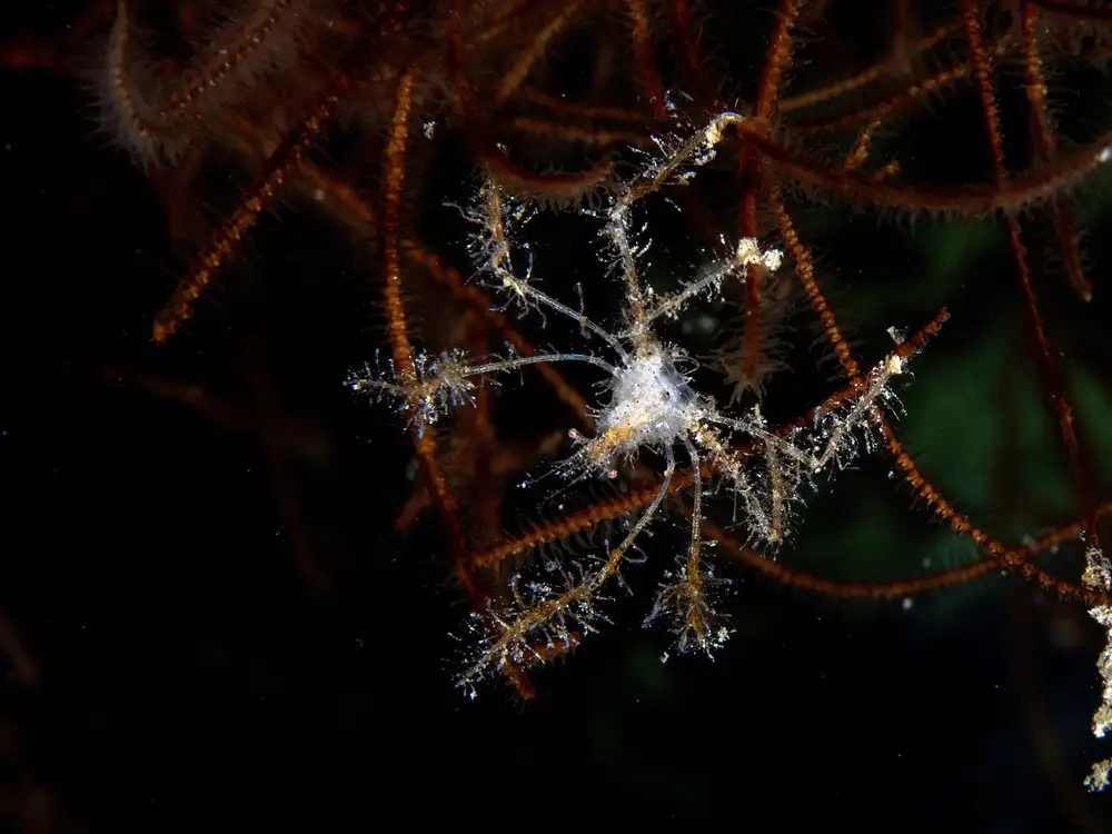 Tov, Ben Ilan: Spider Crab