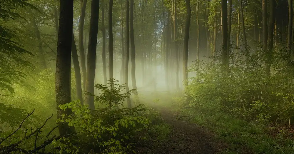 Maier, Norbert: Früher Herbst