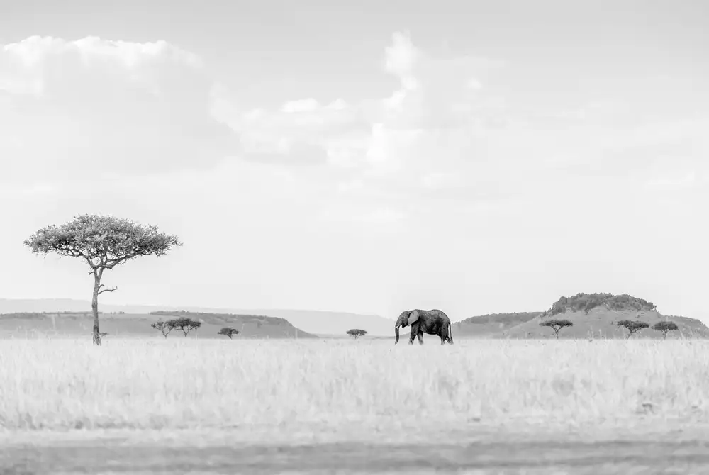 Marx, Jaco: SAVANNA ALTA CHIAVE